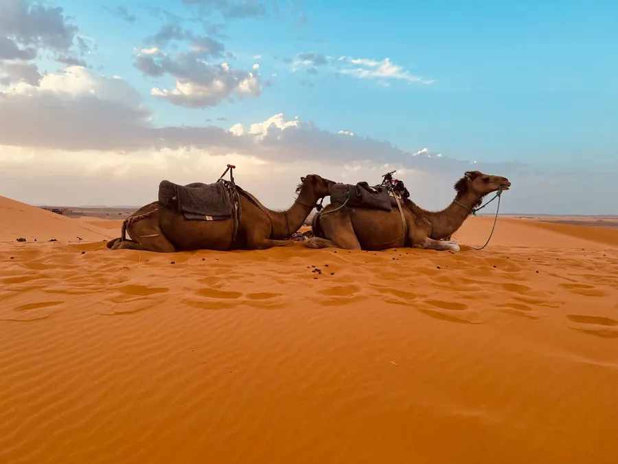 Camellos en las dunas del Sahara